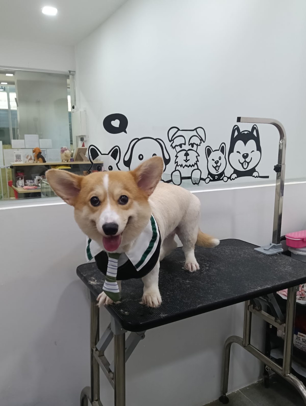 Corgi in a school uniform bandana sitting on the grooming table