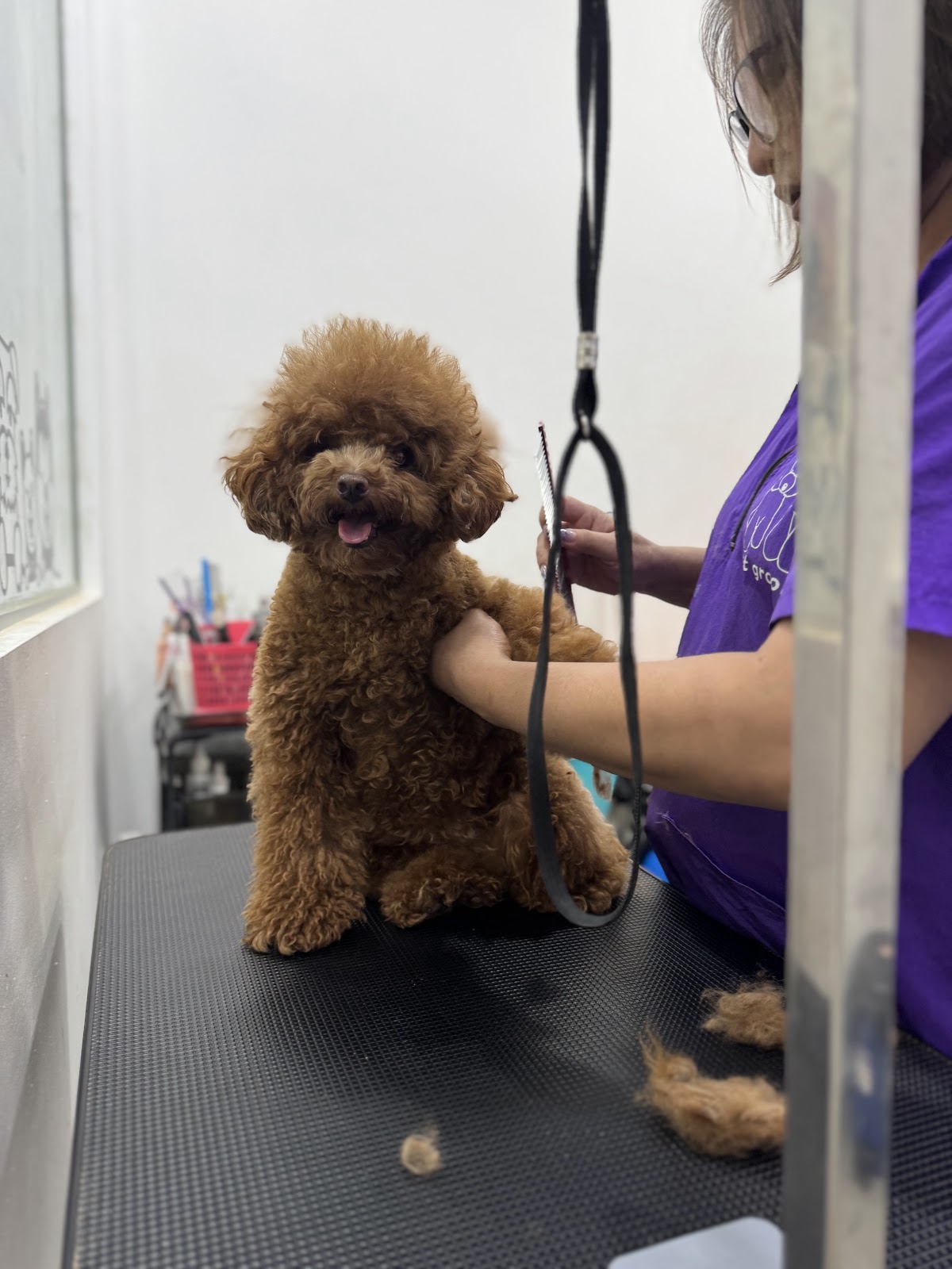 Toy poodle being combed by a groomer mid session