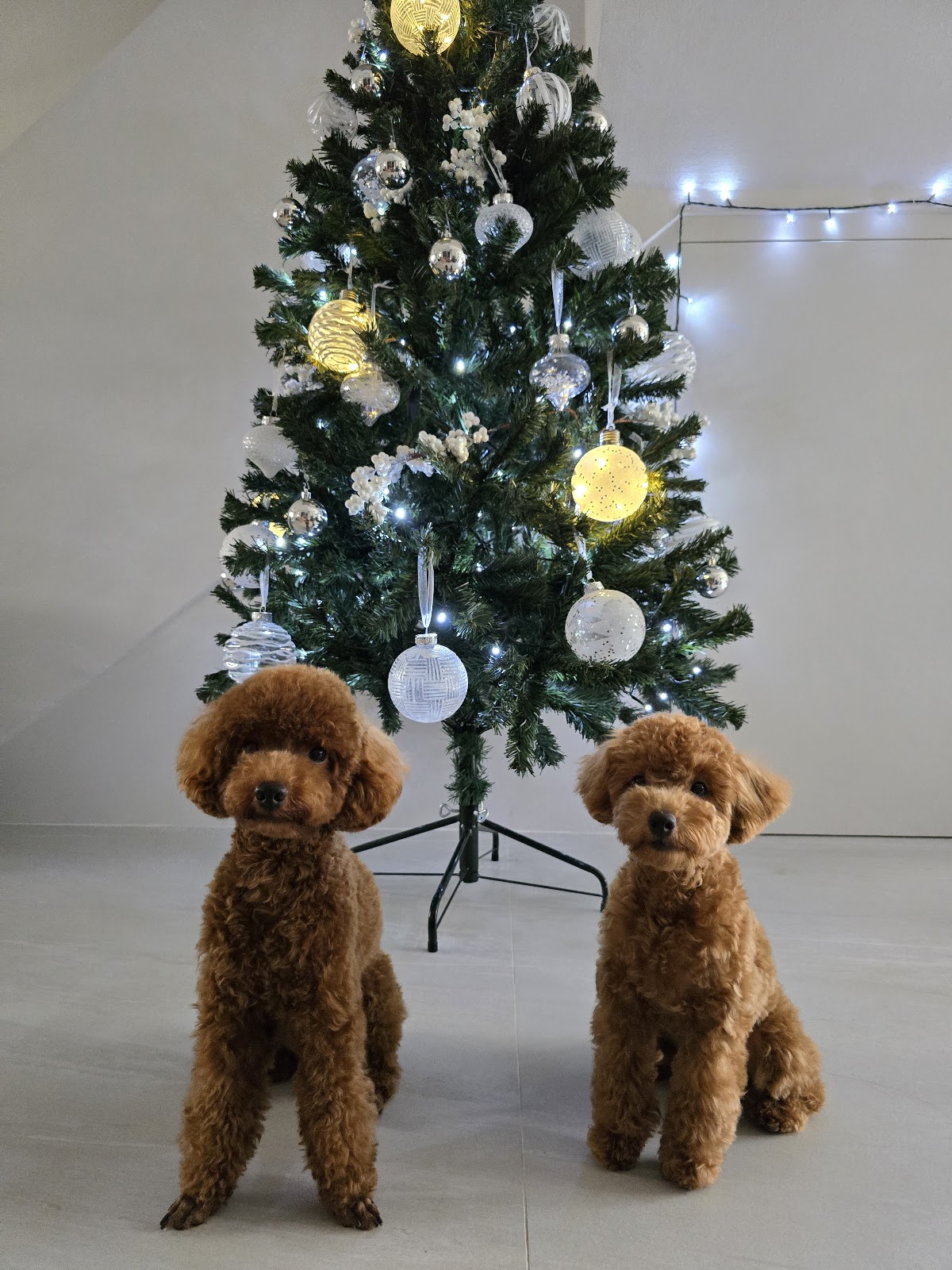 Two freshly groomed toy poodles posed by a Christmas tree