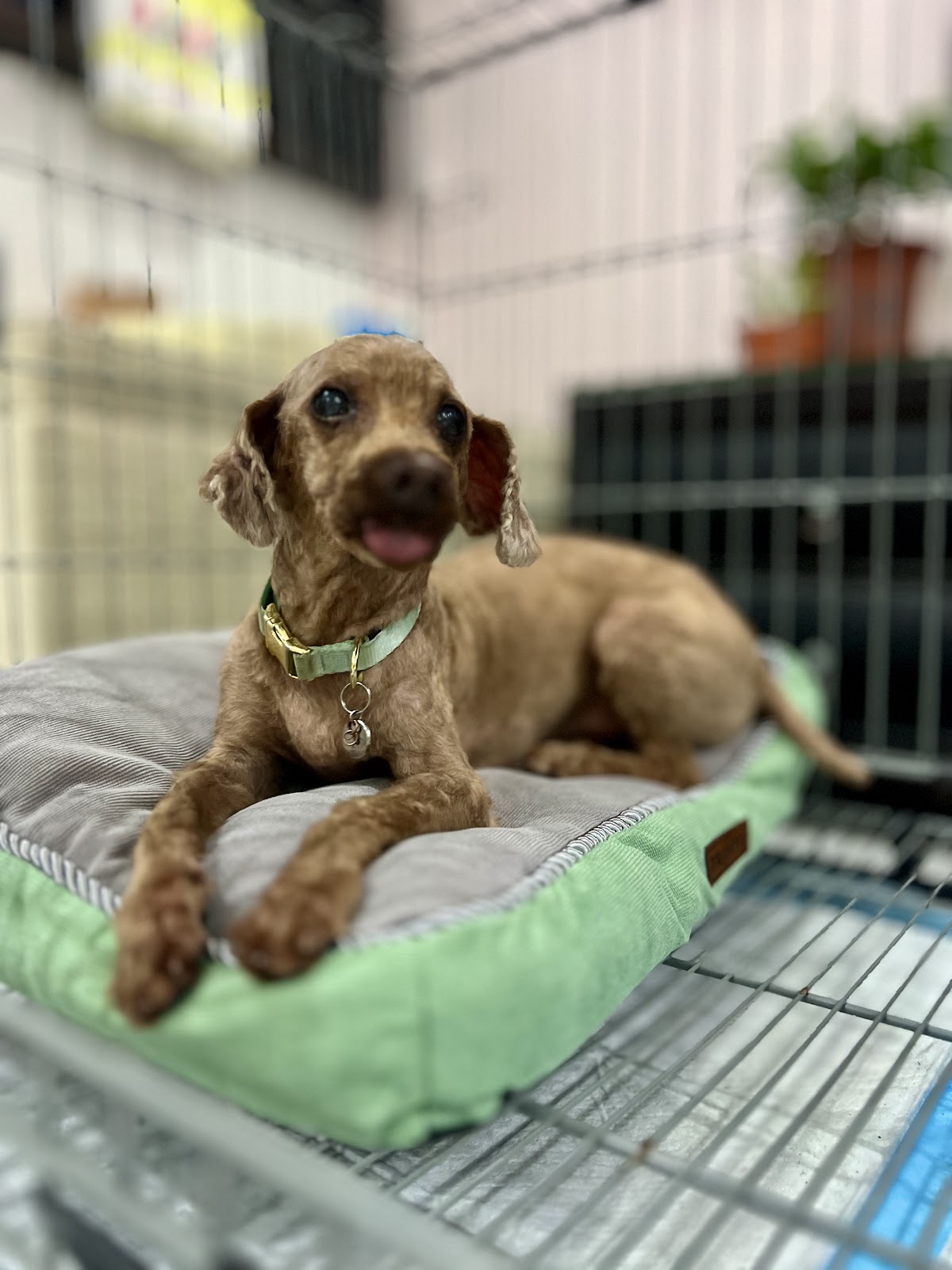 Senior toy poodle resting on a soft pet bed in the boarding area